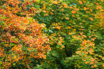 Fall trees yellow orange leaves nature background