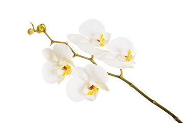 White orchid with yellow center