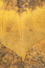 Autumnal dried leaves - texture