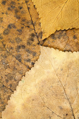 Autumnal dried leaves - texture