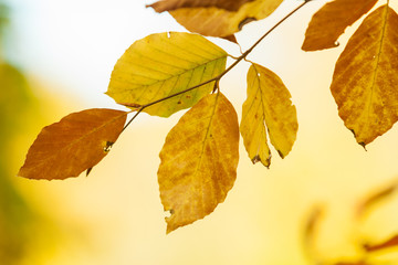 Autumnal branches in sun.