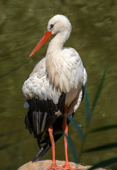 White Stork, Ciconia Ciconia, close-up portrait
