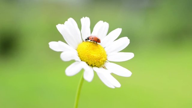 Red ladybug on white daisy with green grass background. Macro hd video