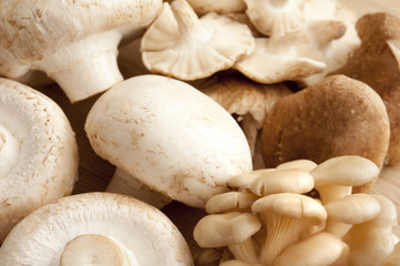 Fresh mushroom assortment