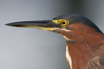 Green heron profile in Delaware