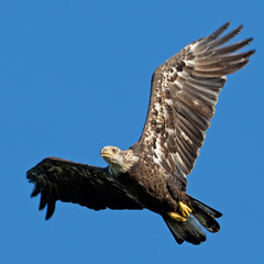Juvenile bald eagle flying against a blue sky
