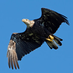 Juvenile bald eagle flying against a blue sky
