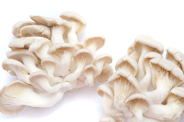 Fresh clusters of oyster mushrooms