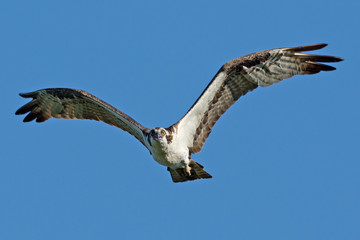 Osprey flying against a blue sky