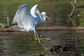 Juvenile little blue heron in North Point State Park, Maryland