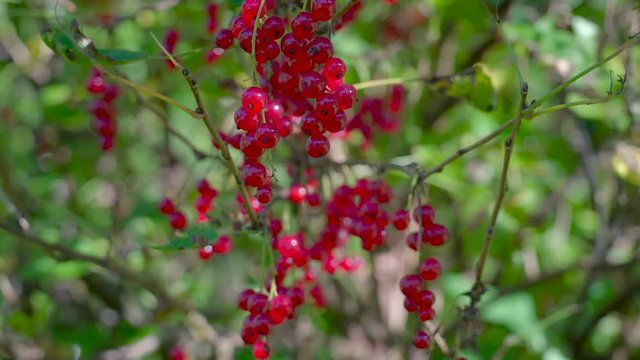 Another shrub tree with the red currant fruit. The redcurrant or red currant is a member of the genus Ribes in the gooseberry family.