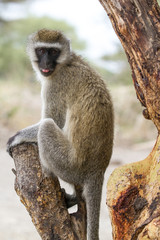 Velvet Monkey