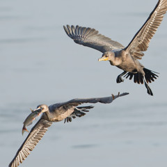 Cormorants fighting over a fish in flight