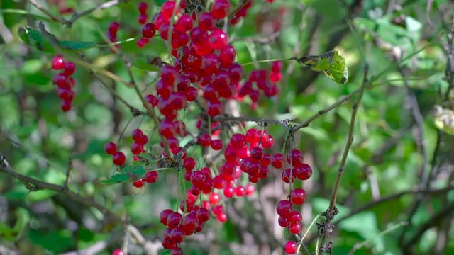 Lots of trees with lots of redcurrant berries hanging on the stem it has shiny red fruits that is still fresh