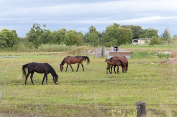 Fototapeta na wymiar Summer pasture with horses 