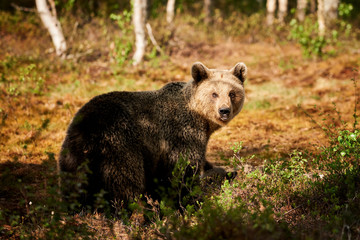 Beautiful female brown bear in Finland