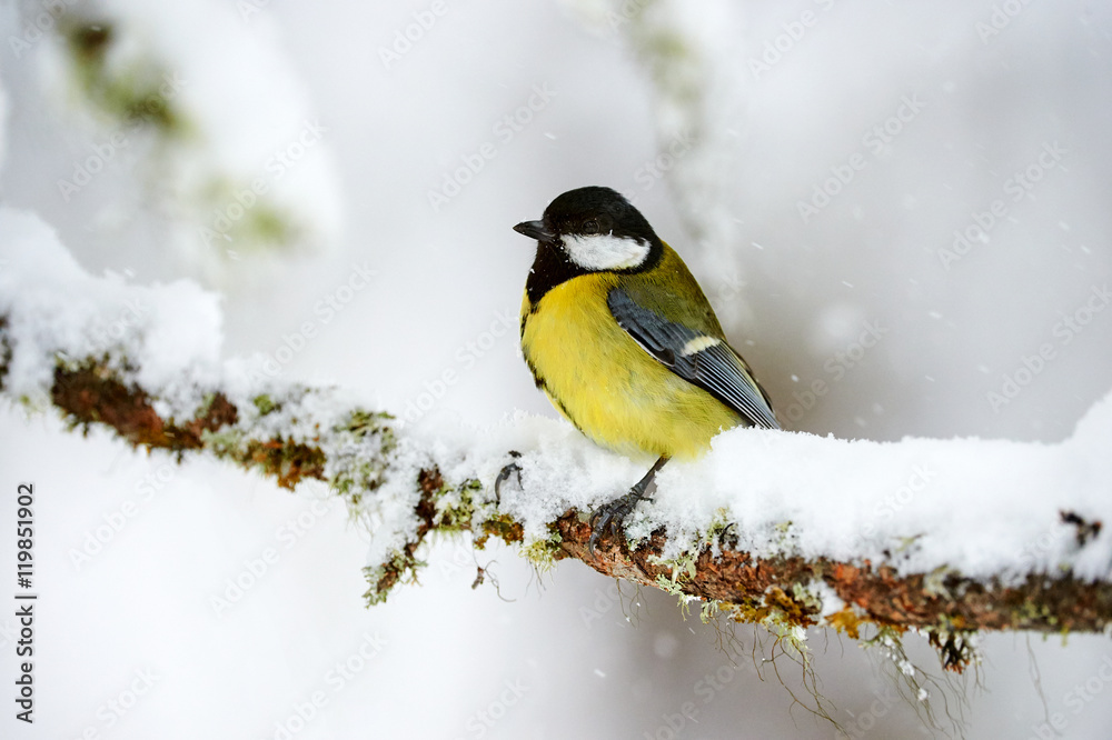 Wall mural Great tit in winter