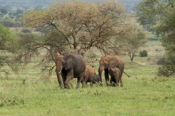 Fototapeta premium Elephants
