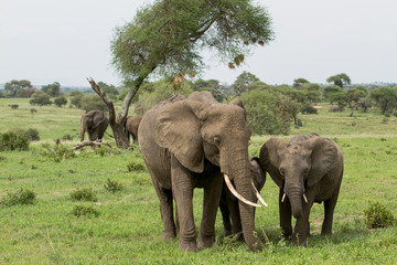 Naklejka premium Elephants