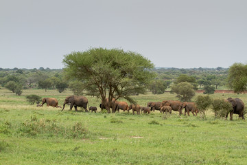 Elephants