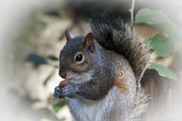 Naklejka na ściany i meble Squirrel eats nut in circle of light