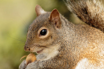 Squirrel eating nut close up zoom