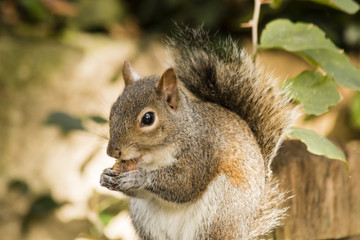 Naklejka na ściany i meble Squirrel eats nut on Golden background