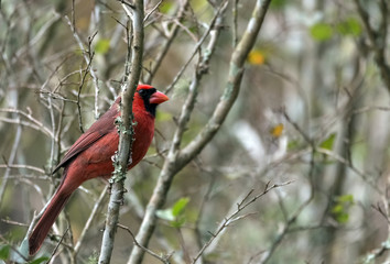 Winter Cardinal Sits on Tree Branch