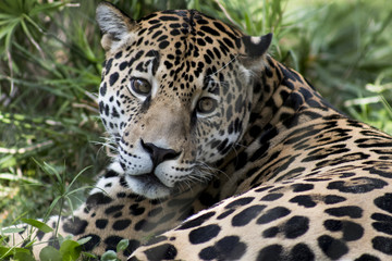Fototapeta na wymiar The Jaguar is Watching You