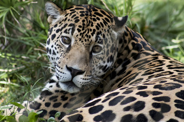 Fototapeta premium The Jaguar is Watching You