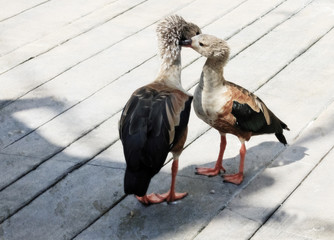 Orinoco Geese touching heads on a boardwalk