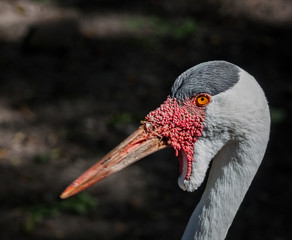 Closeup of an African Wattled Crane