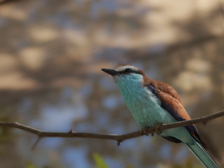Aqua Breast Bird on Tree Branch, species Racket Tailed Roller