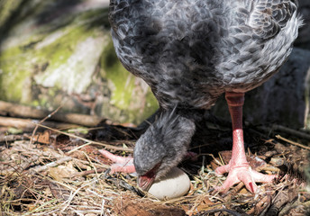 Large Gray South American Nesting Bird Rotating Egg