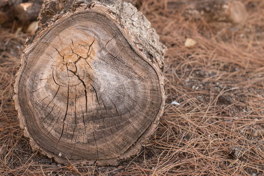 Tronco de &aacute;rbol
