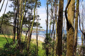 Fototapeta premium Beautiful seaview from green forest