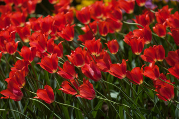 Obraz premium 赤いチューリップ