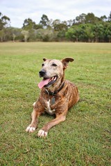 Happy Brown Dog at Park