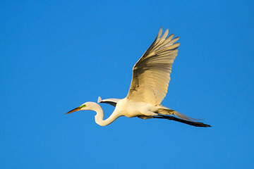 Great Egret (Ardea alba) in flight
