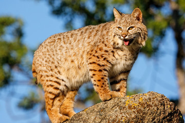 Bobcat standing on a rock