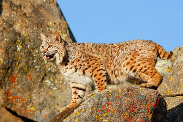 Naklejka na ściany i meble Bobcat standing on a rock