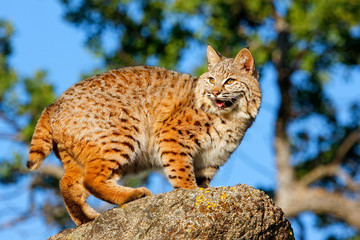 Bobcat standing on a rock