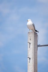 Ring billed gull perched on concrete pole