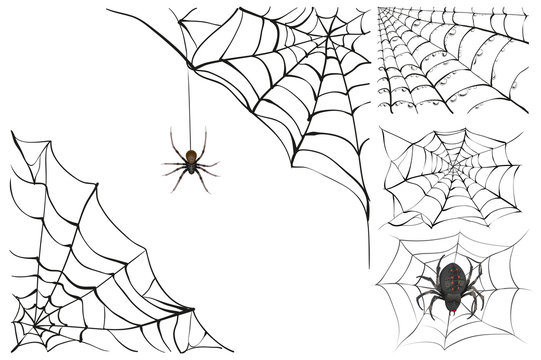 Web and black poisonous spider. Set Halloween accessory