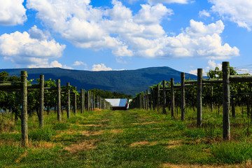 Obraz premium Vineyard in Virginia with grapes and mountain scene