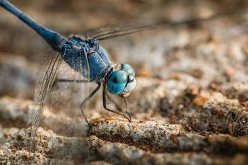 Dragonflies, insects, animals, macro dragonfly 