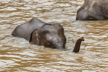 Baby elephant, elephant-Thailand Elephant Conservation Center, Lampang Thailand.