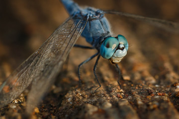 Dragonflies, insects, animals, macro dragonfly 
