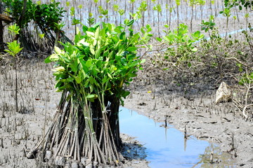 Wait to plant mangrove seedlings.