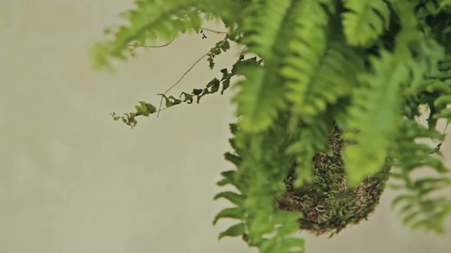 Decorative green shrub in form of ball, decor